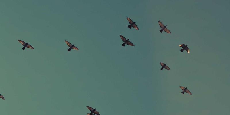 GL地板71：现代地面工程的卓越解决方案